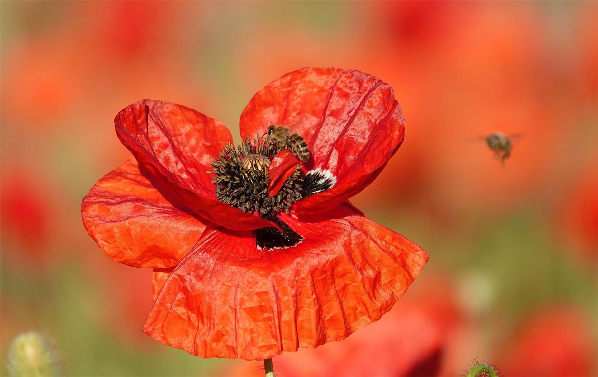 Eine Biene auf einer Mohnblüte